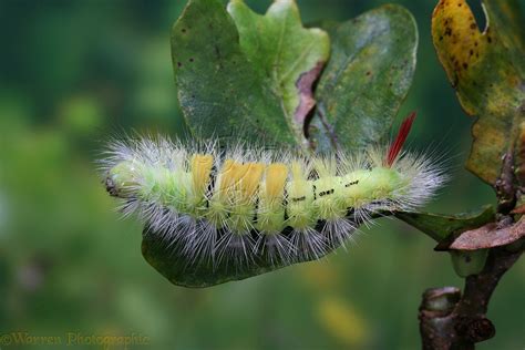 Pale Tussock Moth caterpillar photo WP17334