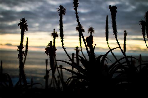 Free Images Tree Nature Grass Horizon Silhouette Cloud Sky