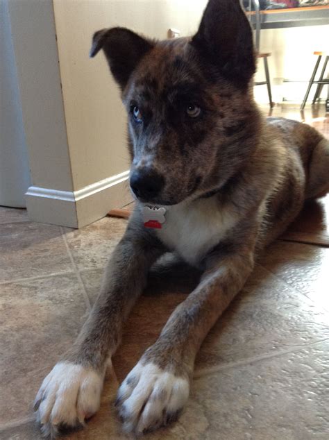 Catahoula Husky Mix: A Unique and Loyal Companion