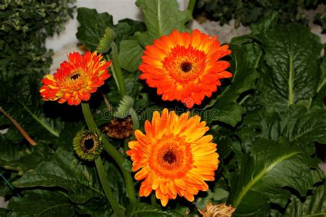 Gerberajamesonii Gerbera Daisy Het Madeliefje Van Transvaal Stock