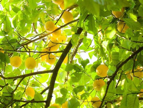 Malattie Che Colpiscono Gli Agrumi Agrumi Piante Pavimento Esterno