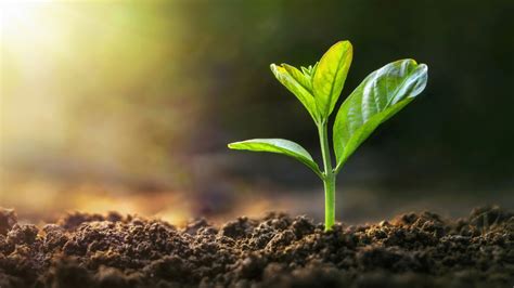 Conservacao Da Vegetacao Nativa - Boas Práticas de Conservação da Vegetação Nativa II: Técnicas de ...