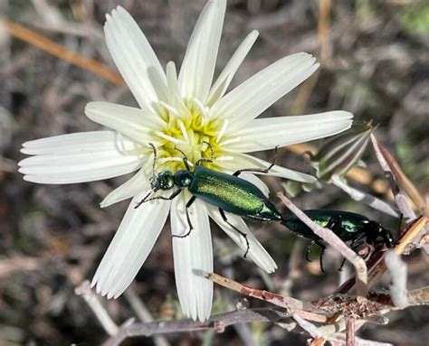 46 Types Of Green Shiny Beetles Pictures And Identification