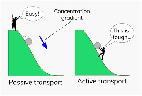 Picture - Concentration Gradient Osmosis Active Transport , Free Transparent Clipart - ClipartKey