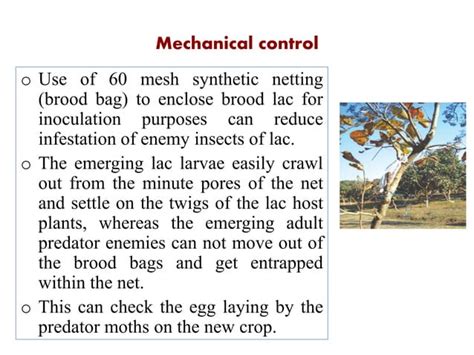 Lac cultivation and Commercialization