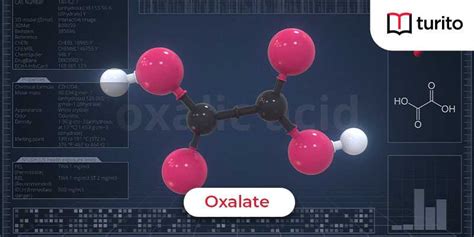 Oxalate [C₂O₄⁻²] - Structure, Properties & Uses | Turito