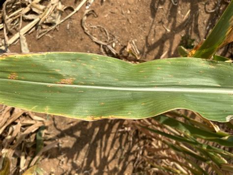 Gray Leaf Spot In Corn Nc State Extension Publications