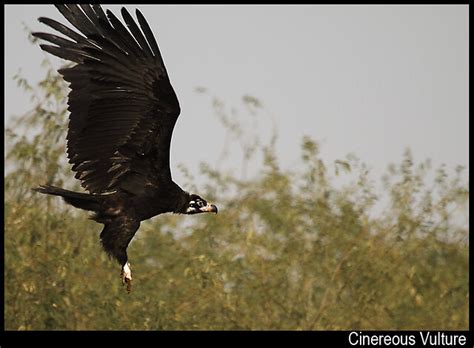 Cinereous Vulture Biggest Vulture I Seen Yash Rathore Flickr