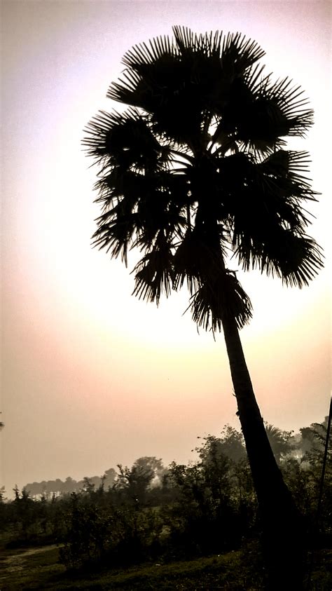 sunlight  tree part   behance