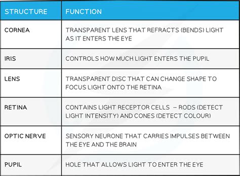 What Is Human Eye And Its Function Infoupdate Org