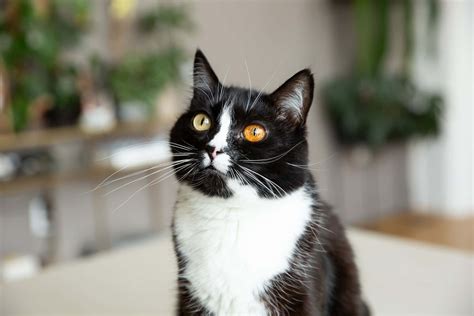 Download Picture Perfect Tuxedo Cat Lounging In Comfort