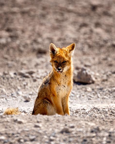 An Andean Fox Cub [OS] : r/AnimalPorn