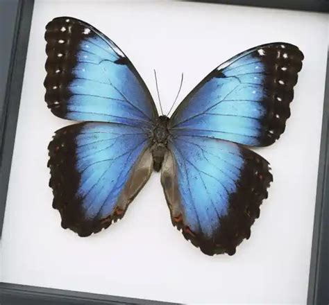 Morpho Butterflies Real Framed Blue Morpho Butterflies