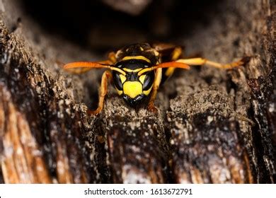 Common Wasp Vespula Vulgaris Adult Normandy Stock Photo