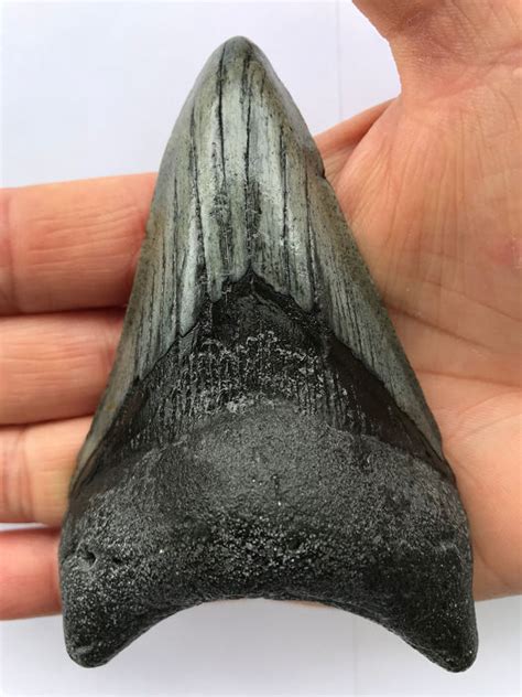 Megalodon Fossiler Haizahn 108 Cm Carcharocles Catawiki