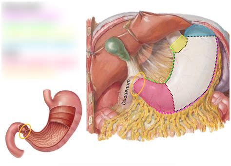 Bms Unit Lab Digestive System Part Diagram Quizlet