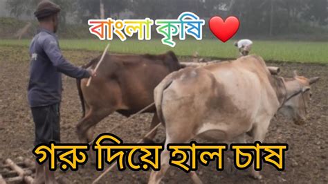 বাংলার কৃষি গরু দিয়ে হাল চাষ Youtube