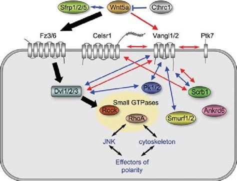 Diagrammatic Representation Of Non Canonical Wnt Signalling In A