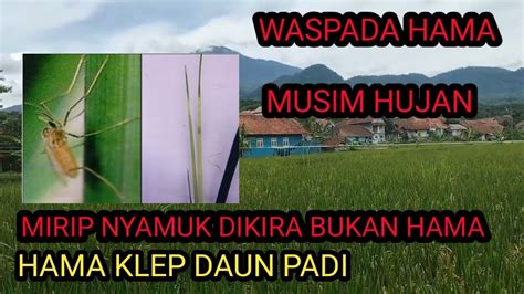 Hama Ganjur Pada Tanaman Padi Racun Daun Klep Tanaman Padi Youtube