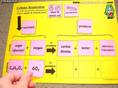 Cellular Respiration Formula Definition