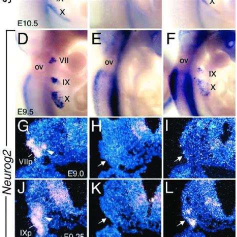 Eya1 Controls Six1 Expression In Epibranchial Placodes Abfg