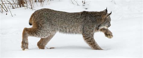 Lynx Symbolism, Dreams, and Messages - Spirit Animal Totems