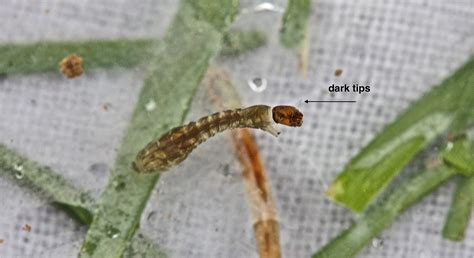 Aquatic Insects of Central Virginia: And Yes, The Black Fly Larvae Have ...