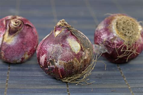 Hyacinthus orientalis