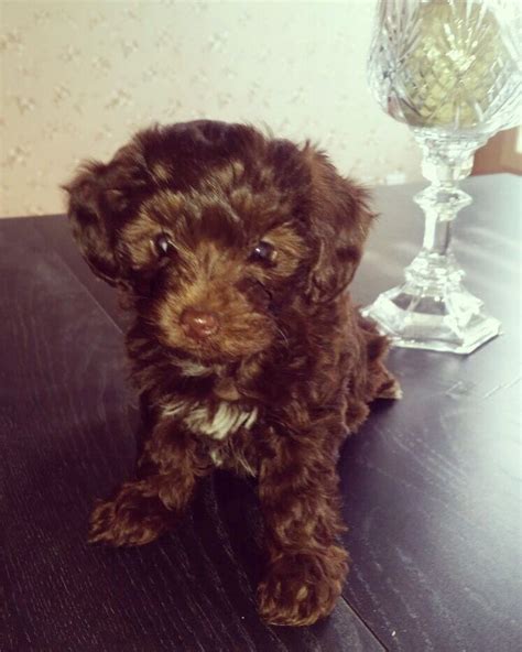 Chocolate Teacup Maltipoo