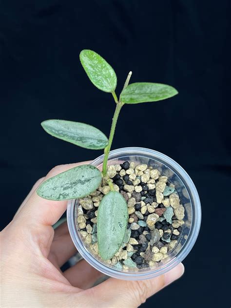 Hoya Lima Silver 3 Attracting Small Silver Leaves Rare Hoya