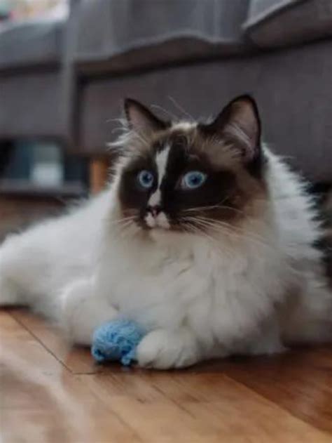 Are Ragdoll Cats Safe For People With Allergy Story The Discerning Cat