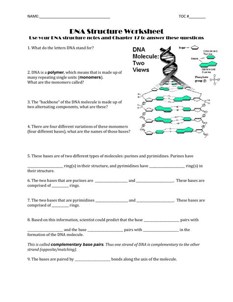 Dna Structure Worksheet Db Excel