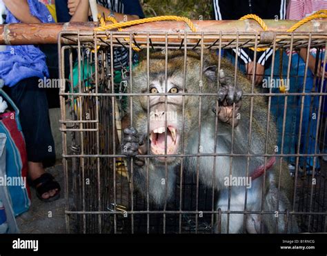 Caged Monkey, Banaue, Luzon, Philippines, Asia Stock Photo - Alamy