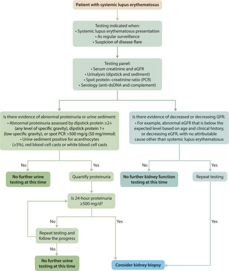 Kdigo 2024 Clinical Practice Guideline For The Management Of Lupus