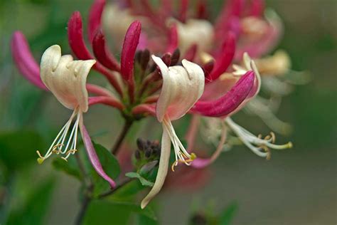 How To Grow Climbing Honeysuckle Rhs Gardening