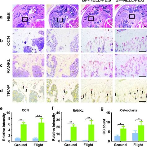 Histology Immunohistochemistry And TRAP Staining Of Femurs A