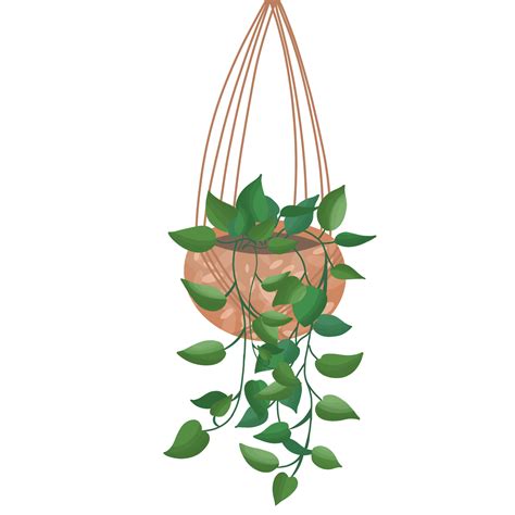 Plantas Colgantes Png Dibujos Plantas Colgantes Png Dibujos Planta