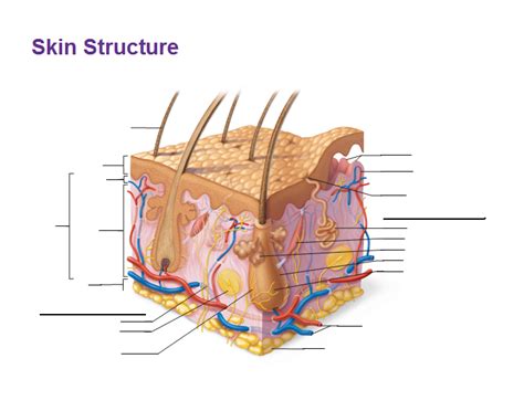 Skin Structure Diagram Quizlet