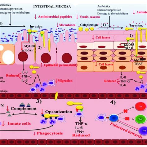 Comparison of the incidence of invasive candidiasis by groups of risk ...