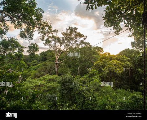 View from the top of the Amazon jungle while climbing tall trees in the ...