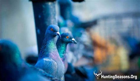 How Did the Passenger Pigeon Go Extinct? [The Surprising Truth!]