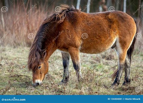 Side View Of Wild Horse Cute Chestnut Exmoor Pony Grazing In Masovice