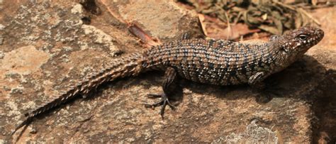 Great Southern Bioblitz Friends Of Black Hill Morialta