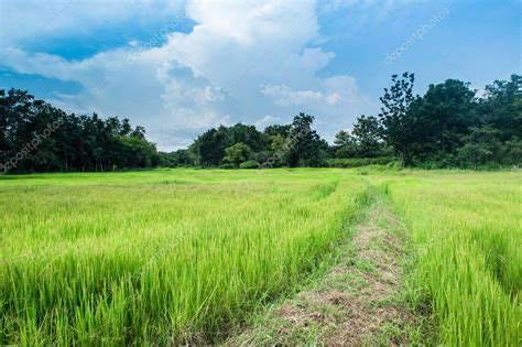 Farm rice landscape and clouds sky — Stock Photo © sayhmog #129634302