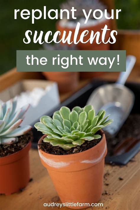 How To Replant Succulents Successfully In 2021 Replanting