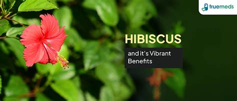 8 Hibiscus Benefits Uses Nutritional Value And Side Effects