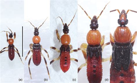 Nymphs Of Sirthenea Flavipes A First Instar B Second Instar C