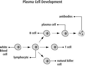 The plasma cells | Canadian Cancer Society