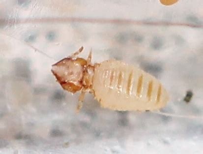 Cat Biting Louse From Oxela Re France On June At