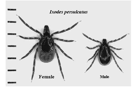 Figure 1 From Terrestrial Distribution Of The Lyme Borreliosis Agent